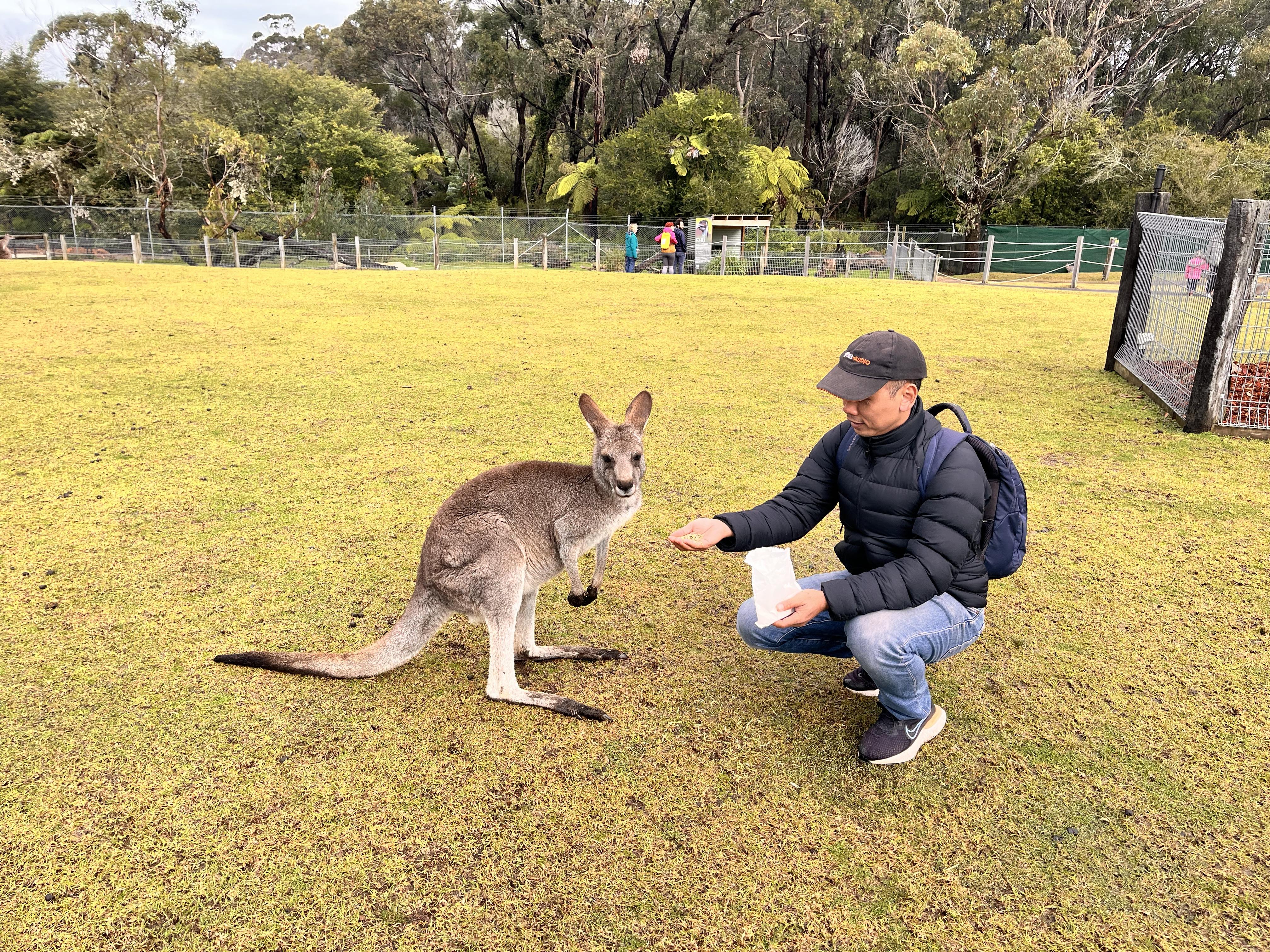 A tour participant crouching to hand-feed a kangaroo on an open grass paddock