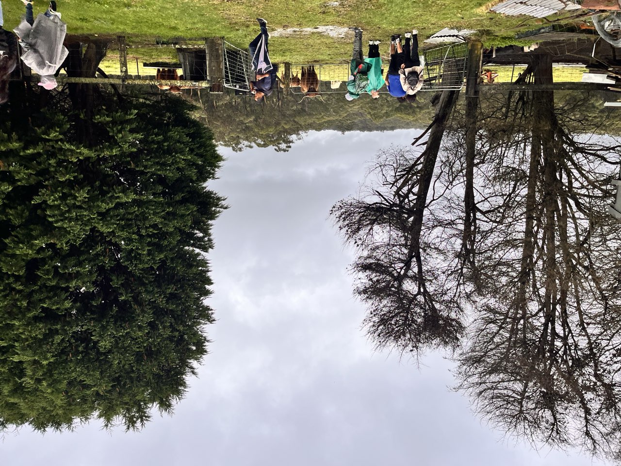 Tour participants walking past a paddock of highland cattle on an overcast day